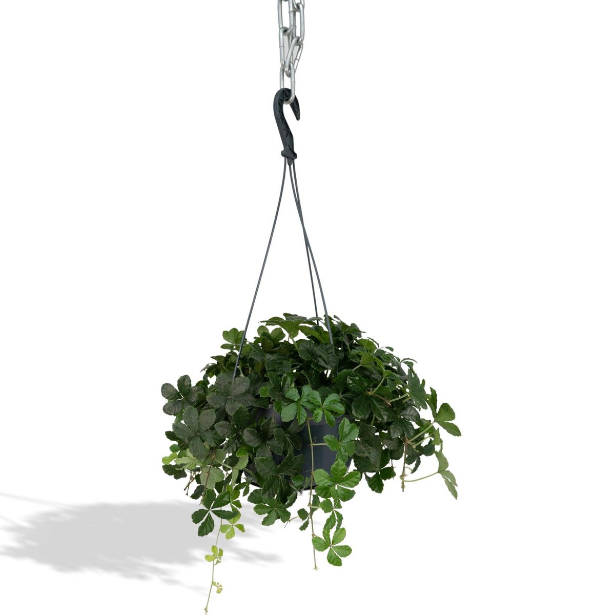 Parthenocissus Striatha Hang - Virginia Creeper - Ø15cm - ↕15cm