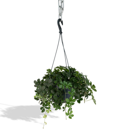 Parthenocissus Striatha Hang - Virginia Creeper - Ø15cm - ↕15cm