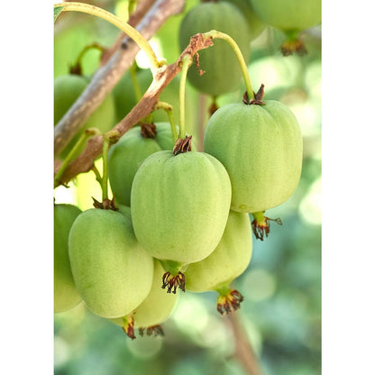 Actinidia arguta 'Issai' - Kiwibes - Ø13cm - ↕45cm