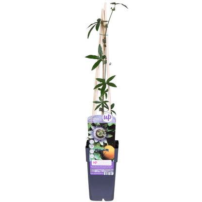 Passiflora blue - ↨65cm - ø15