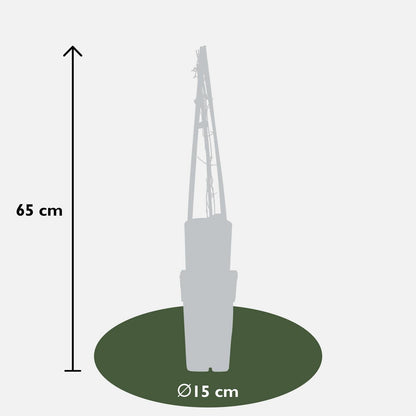 Clematis Multi Blue - ↕65cm - Ø15
