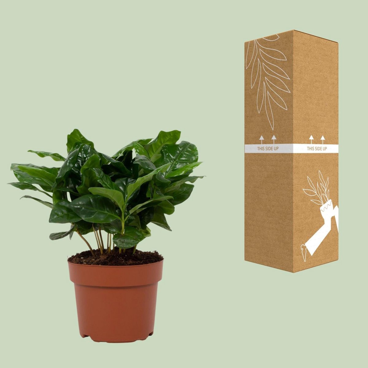 Coffea Arabica 12cm - Ø12cm - ↕22cm