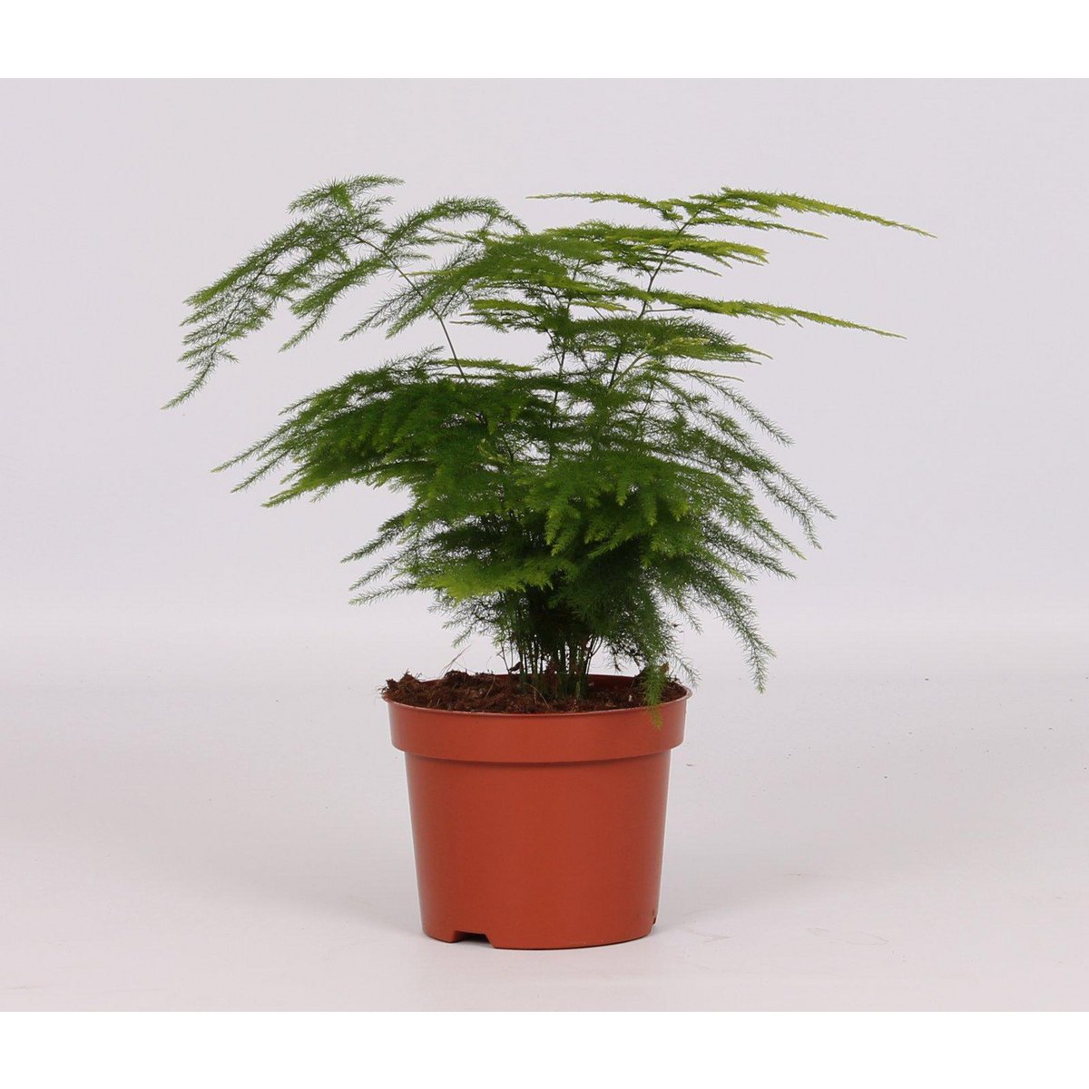 Asparagus Setaceus 'Plumosus' | [P12-H28]