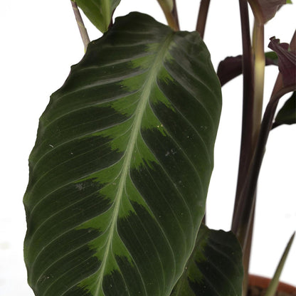 Calathea Warscewiczii - Peacock plant - Ø19cm - ↕70cm