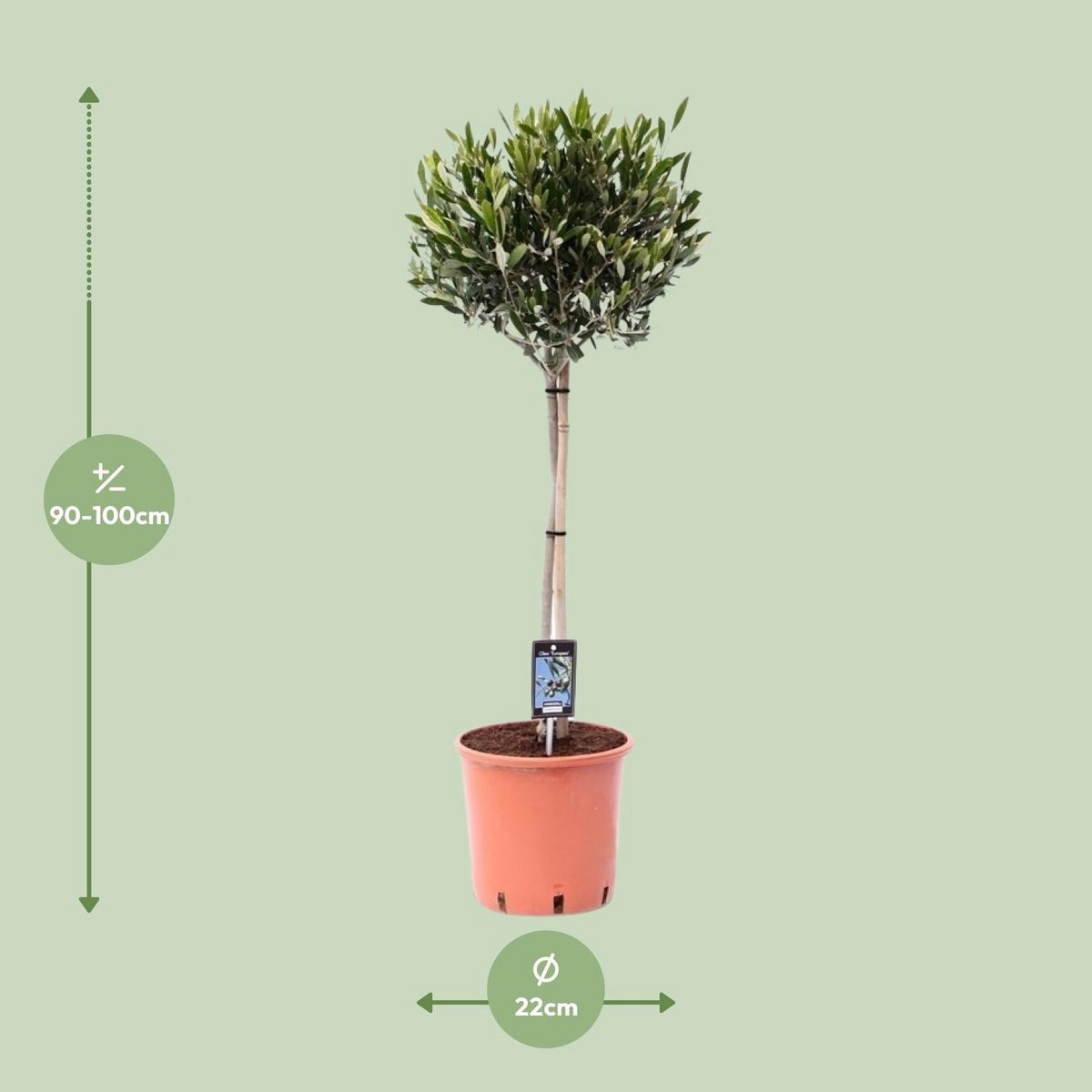 Olea Olive - Ø22cm - ↕100cm