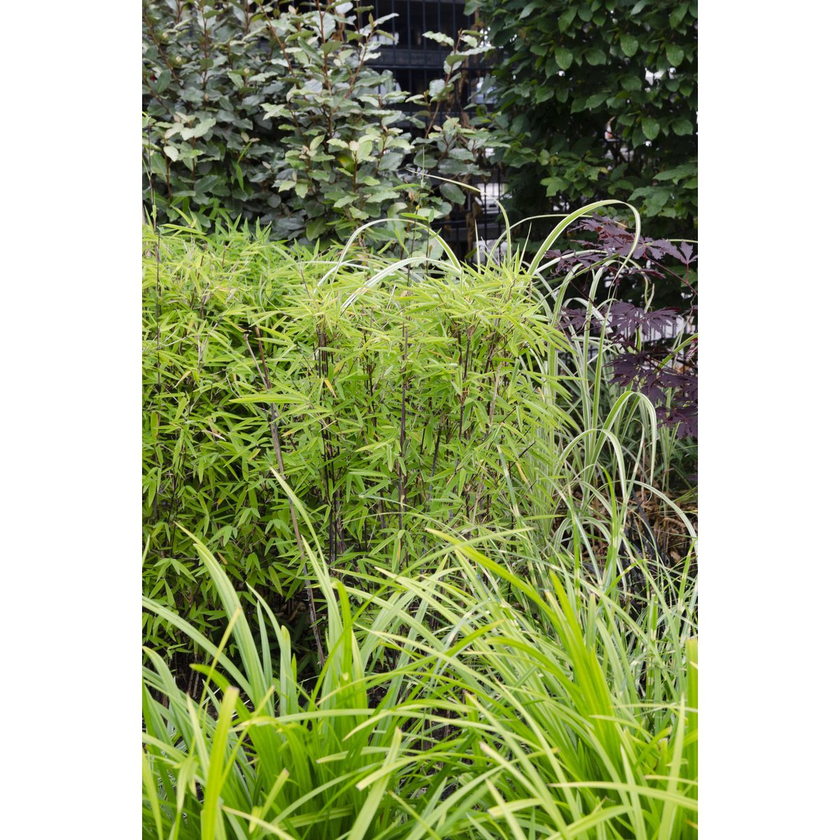 3x - Carex morrowii 'Irish Green' - ↨30cm - Ø14