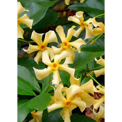 Trachelospermum 'Star of Toscana' - Tuscan Jasmine Geel - Ø15cm - ↕65cm