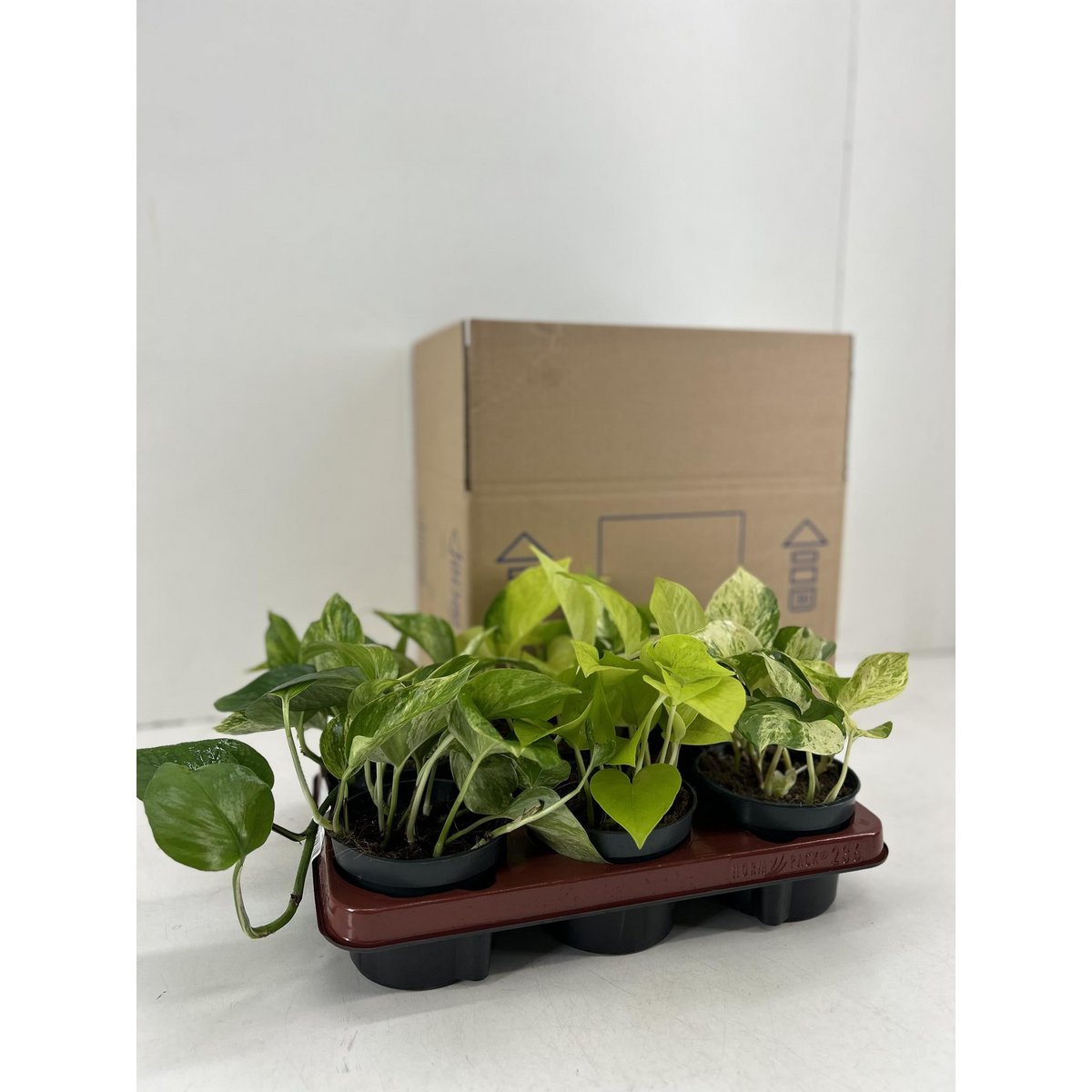 Epipremnum Mix - 6 stuks - Ø12cm - ↕15cm