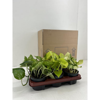 Epipremnum Mix - 6 stuks - Ø12cm - ↕15cm