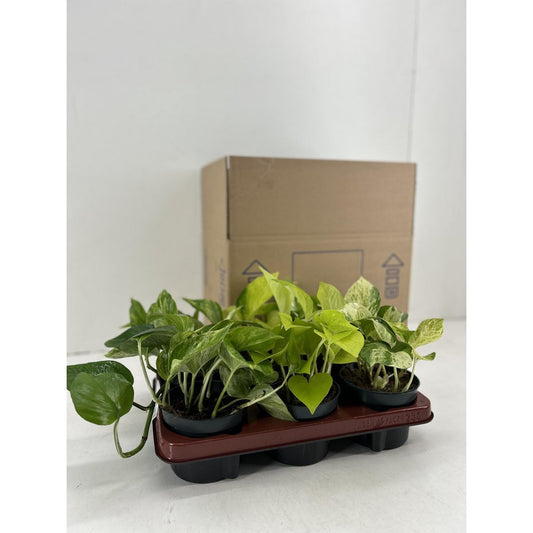 Epipremnum Mix - 6 stuks - Ø12cm - ↕15cm