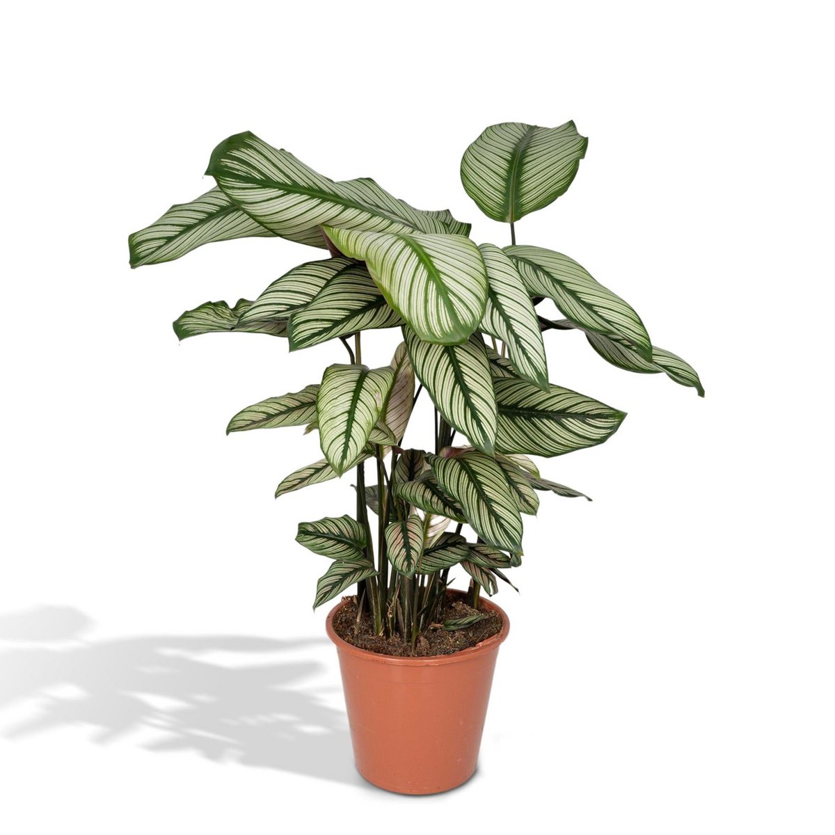 Calathea Whitestar - Peacock plant - 50cm - Ø19