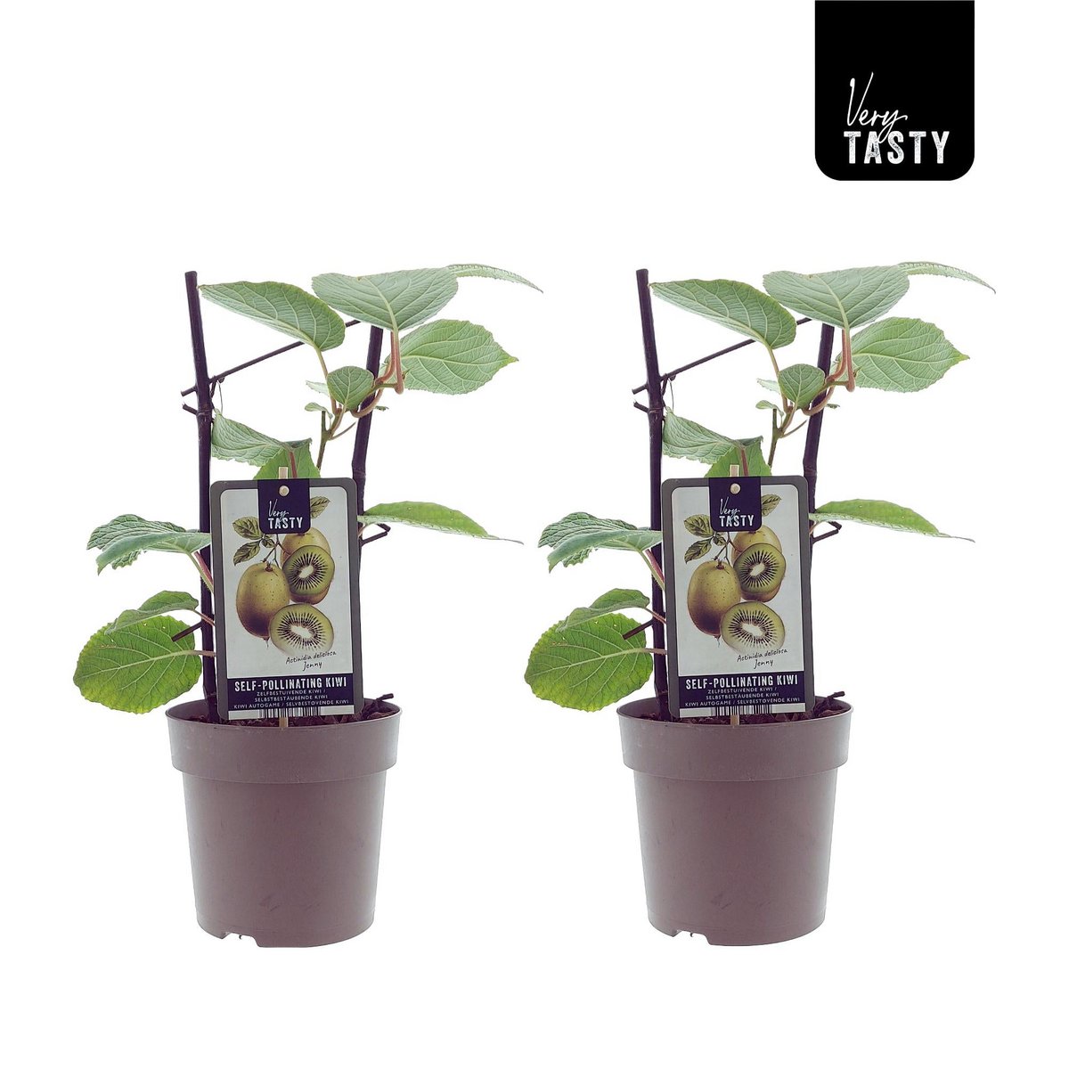 Actinidia Jenny (15007) - 2 pieces - Ø15cm - ↕40cm