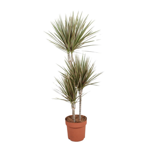 Dracaena Bicolor 60-30-15 | [P21-H120]