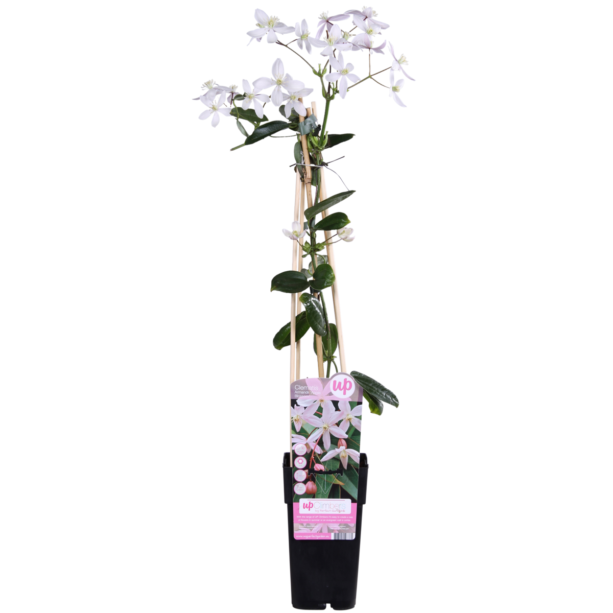 Clematis Armandii Apple Blossom - evergreen clematis light pink - Ø15cm - ↕65cm