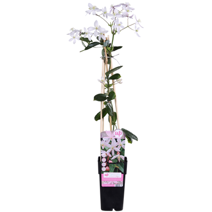 Clematis Armandii Apple Blossom - evergreen clematis light pink - Ø15cm - ↕65cm