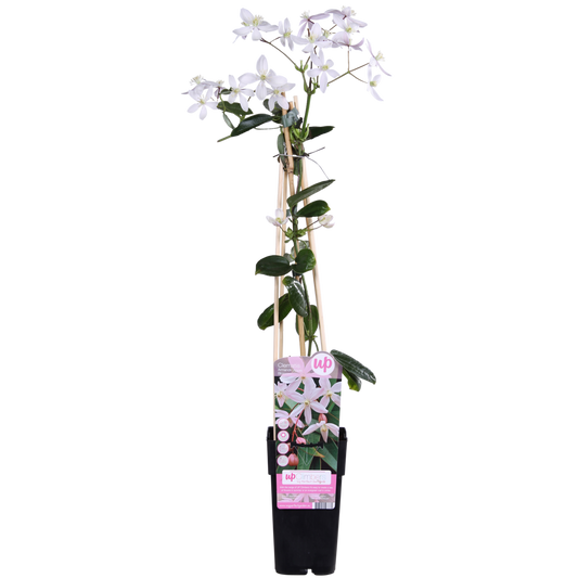 Clematis Armandii Apple Blossom - evergreen clematis light pink - Ø15cm - ↕65cm