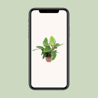 Philodendron Imperial Green - Ø27cm - ↕80cm