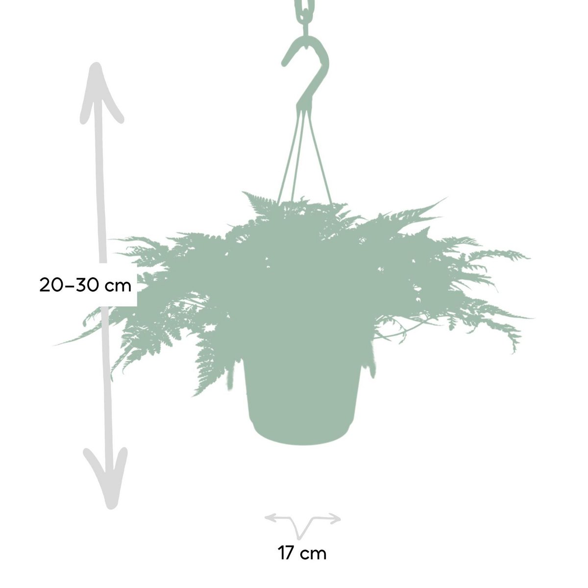 Humata Tyermannii Hang - Hare's Foot Fern - Ø17cm - ↕20cm