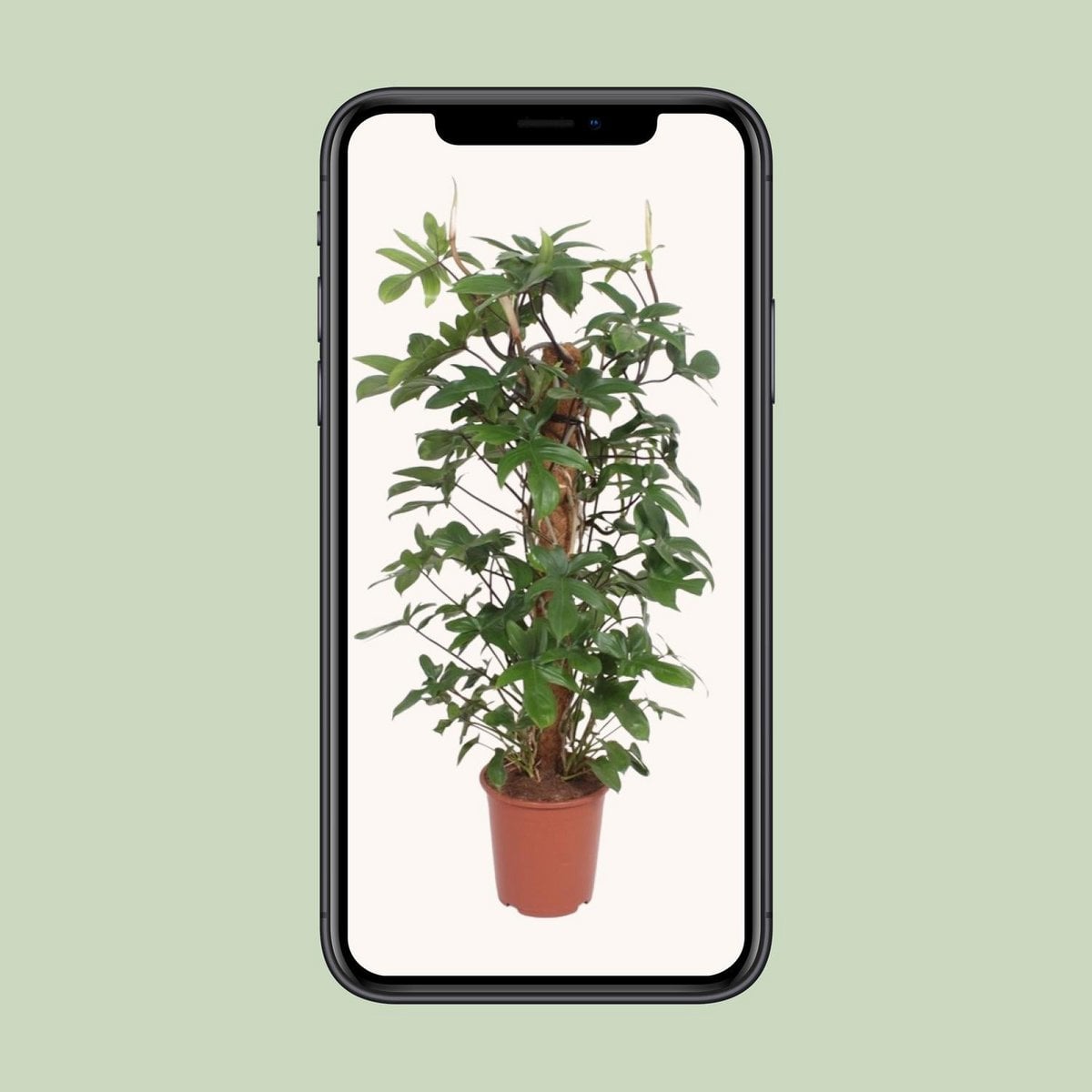 Philodendron Pedatum - Ø27cm - ↕130cm