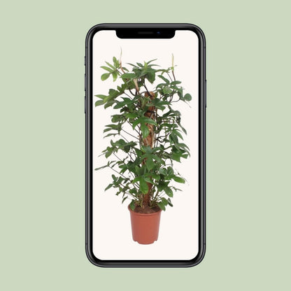 Philodendron Pedatum - Ø27cm - ↕130cm