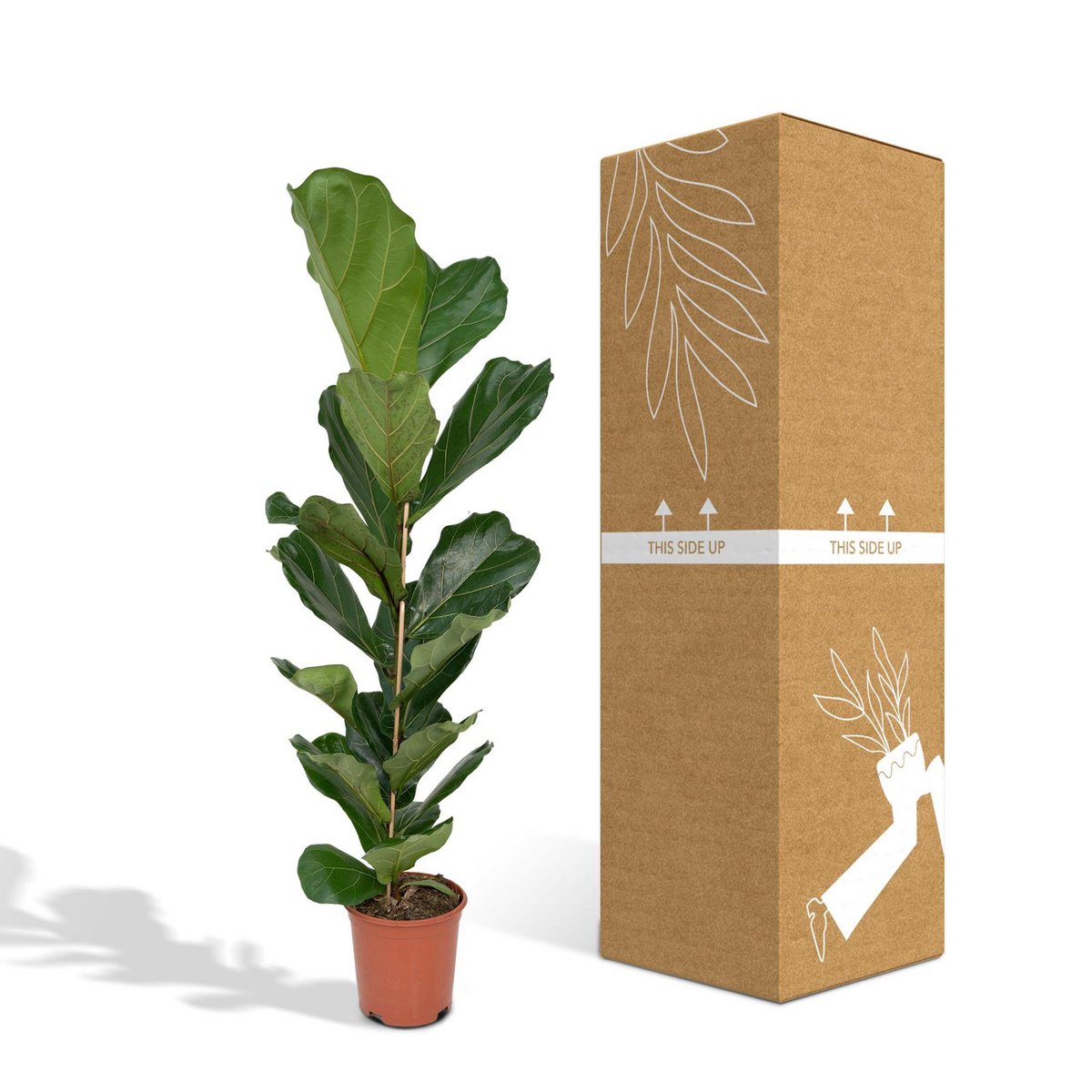 Ficus Lyrata - Rubber plant - Ø21cm - ↕100cm