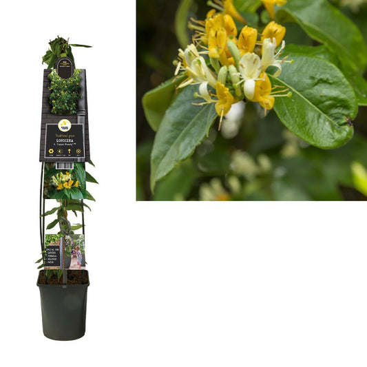 Lonicera H. 'Copper Beauty' PBR +3.0 Label | [P23-H115]