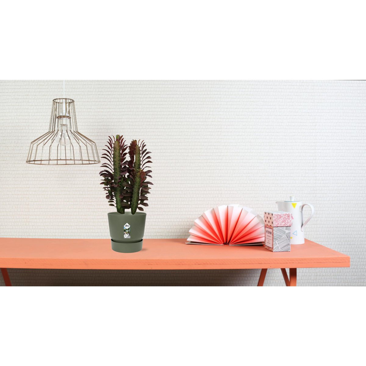 Euphorbia Trigona Rubra - Ø12cm - ↕40cm