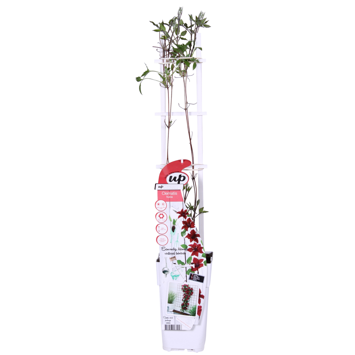Clematis BoulevardÂ® Nubiaâ„¢ - ↕65cm - Ø15