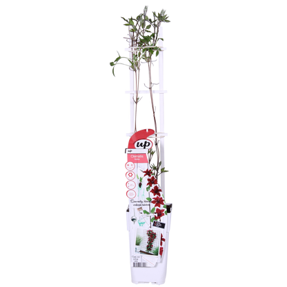 Clematis BoulevardÂ® Nubiaâ„¢ - ↕65cm - Ø15