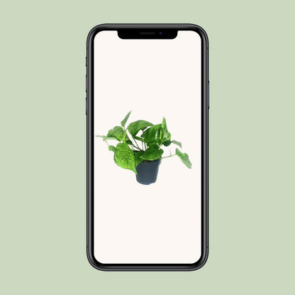 Scindapsus Pictus Trebie - Ø12cm - ↕20cm