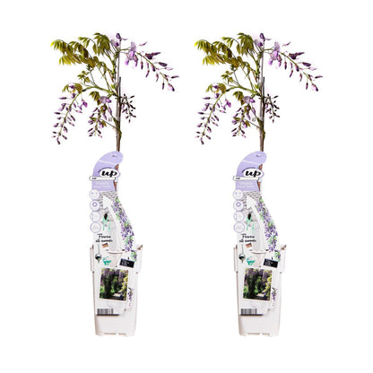 2x Wisteria sinensis 'Caroline' - ↨65cm - Ø15