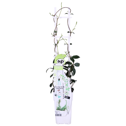 2x - Trachelospermum 'Star of Venice' - ↨65cm - Ø15