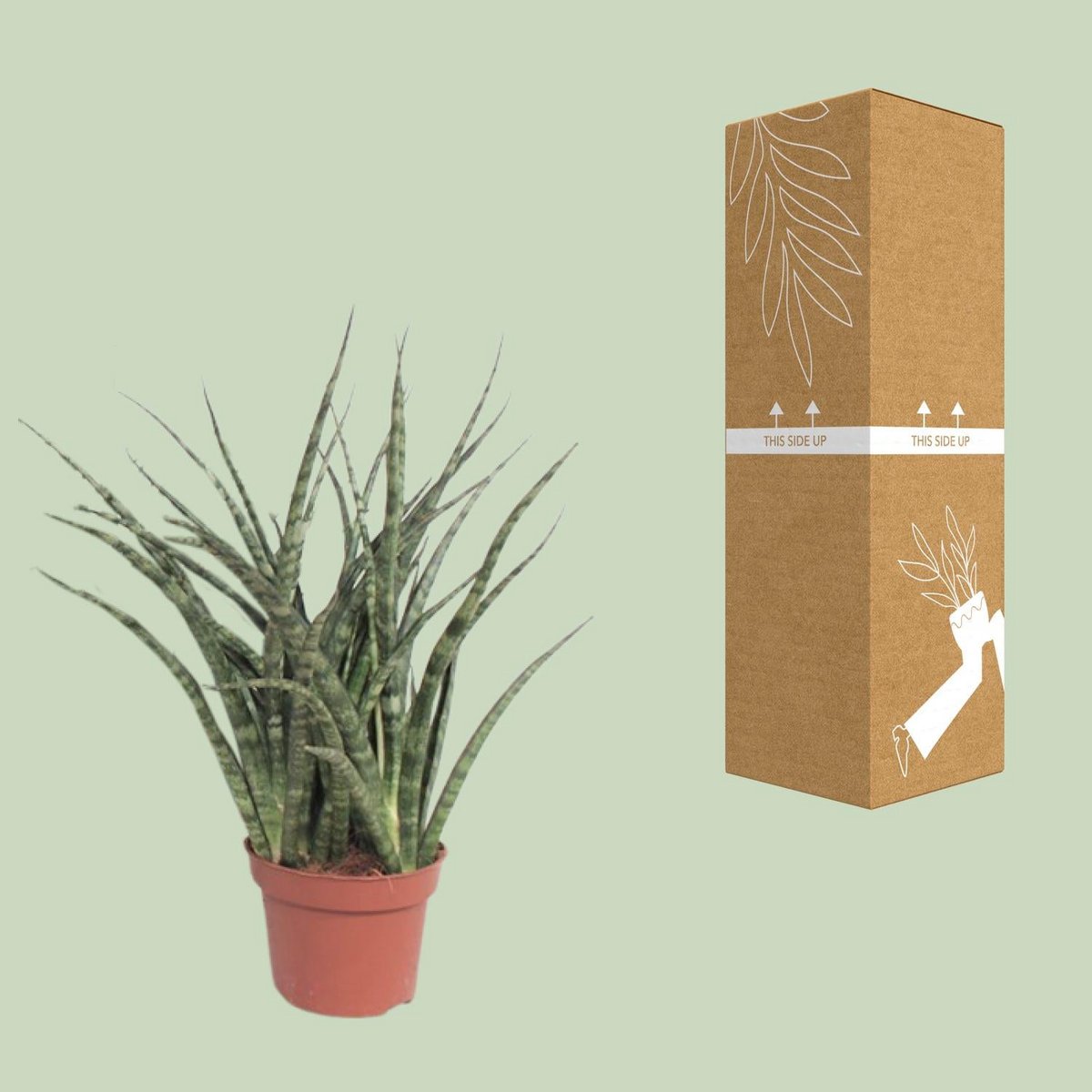 Sansevieria Fernwood Punk | [P12-H35]