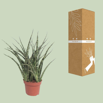 Sansevieria Fernwood Punk | [P12-H35]