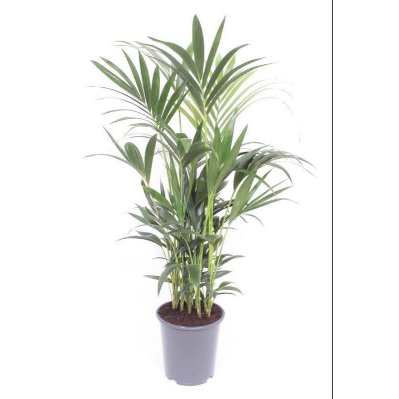 Howea Forsteriana - Ø27 ↕120