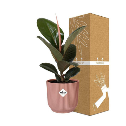 Ficus Elastica 'Robusta' in ELHO Vibes Fold 14cm pink