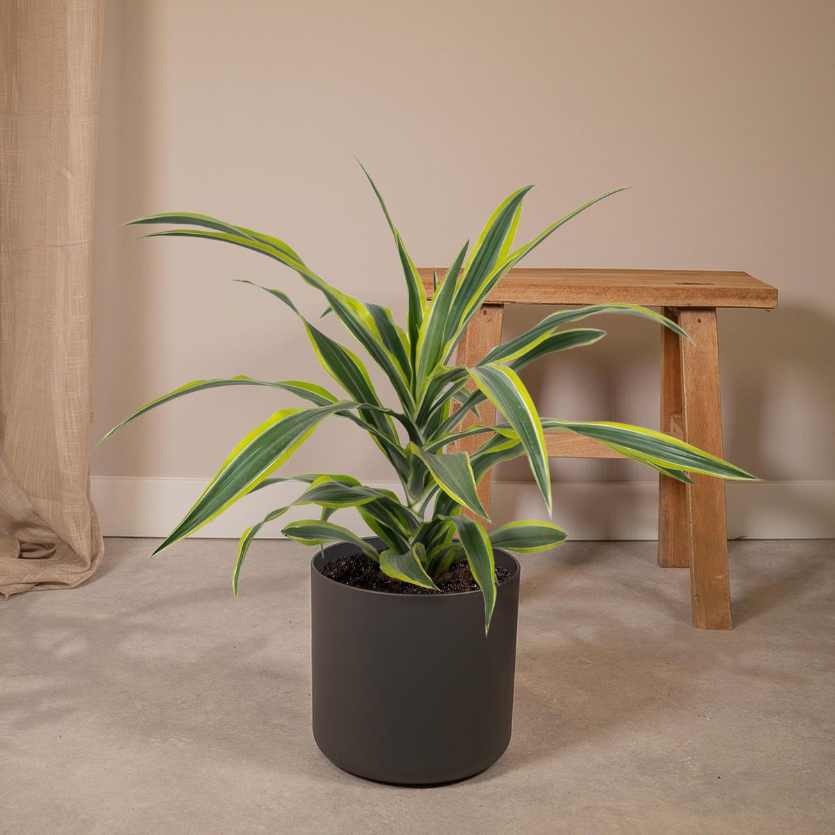 Dracaena Fragrans Lemon Lime - Dragon Tree - Ø17cm - ↕40cm
