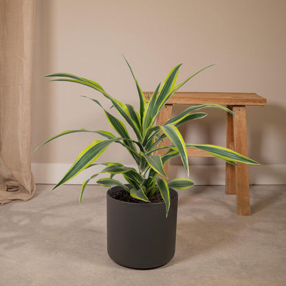 Dracaena Fragrans Lemon Lime - Dragon Tree - Ø17cm - ↕40cm