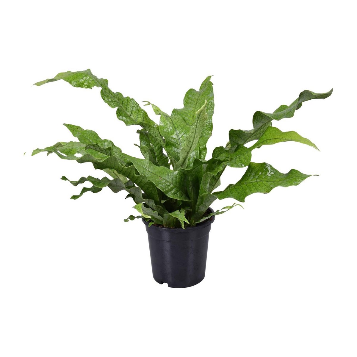 Microsorum Crocodyllus | [P17-H45]