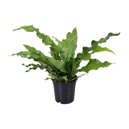 Microsorum Crocodyllus | [P17-H45]