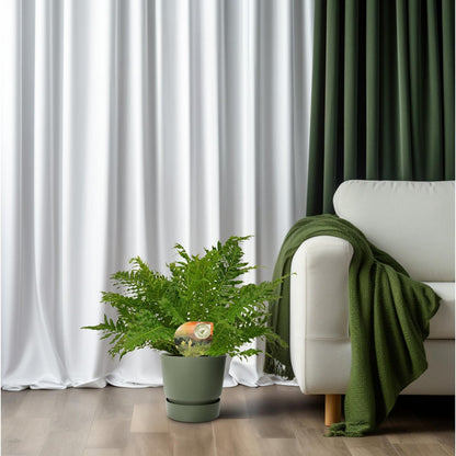 Blechnum Silver Lady - Ø17cm - ↕50cm