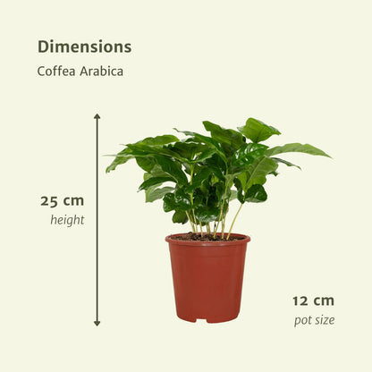 Coffea Arabica - Coffee plant - 2 pieces - ø12cm - ↕25cm