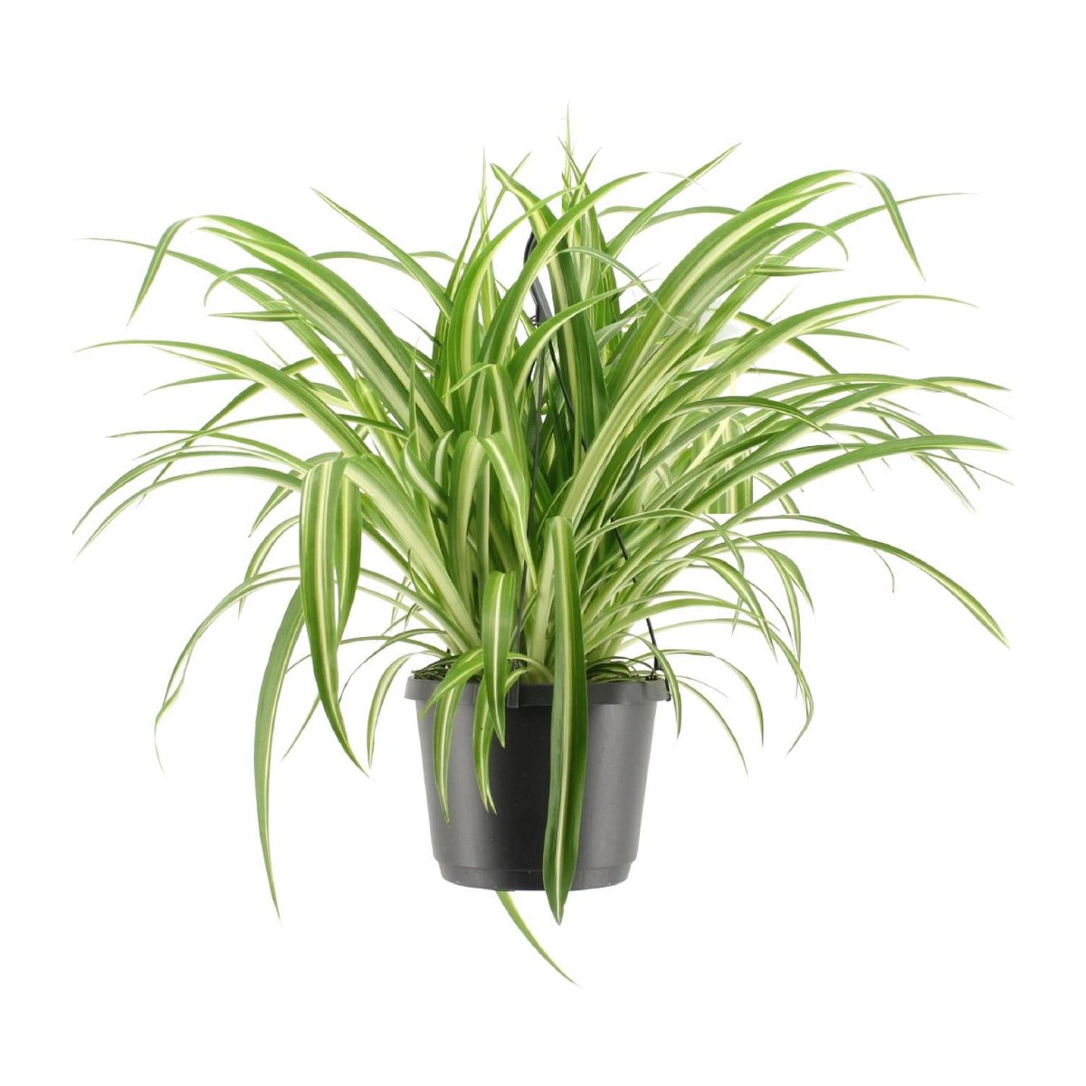 Chlorophytum Com. Variegatum Hangpot | [P17-H30]