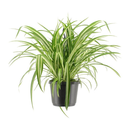 Chlorophytum Com. Variegatum Hangpot | [P17-H30]