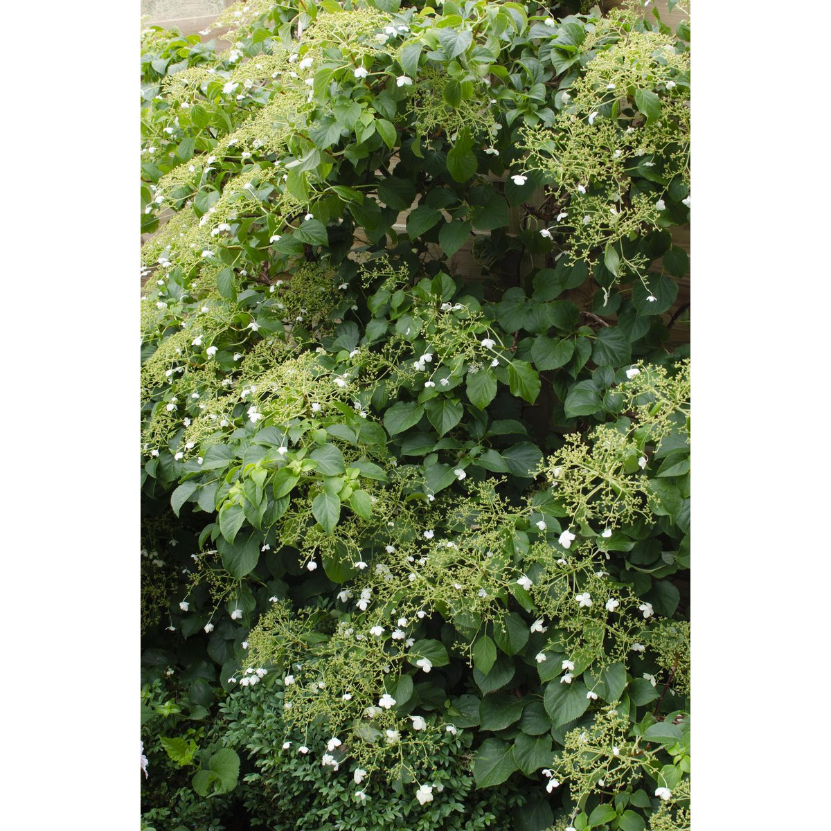 4x - Hydrangea petiolaris - ↨65cm - Ø15