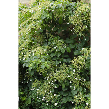 4x - Hydrangea petiolaris - ↨65cm - Ø15