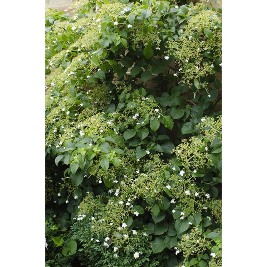 4x - Hydrangea petiolaris - ↨65cm - Ø15