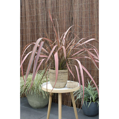 Phormium 'Pink Flamingo' - ↕50cm - Ø14