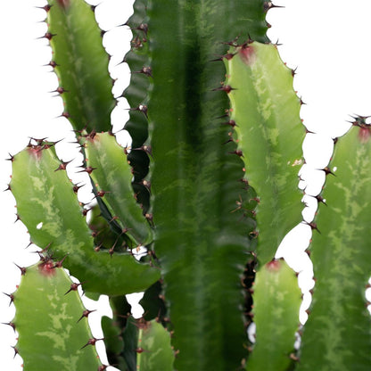 Euphorbia Acruensis - Cactus - Ø24cm - ↕60cm