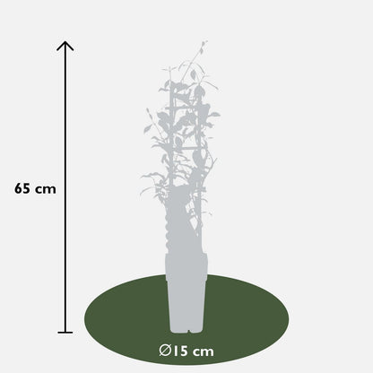 Trachelospermum 'Star of Ibiza' - ↕65cm - Ø15